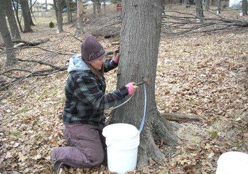 tapping big leaf maple trees