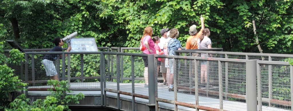 Woodland Walkway