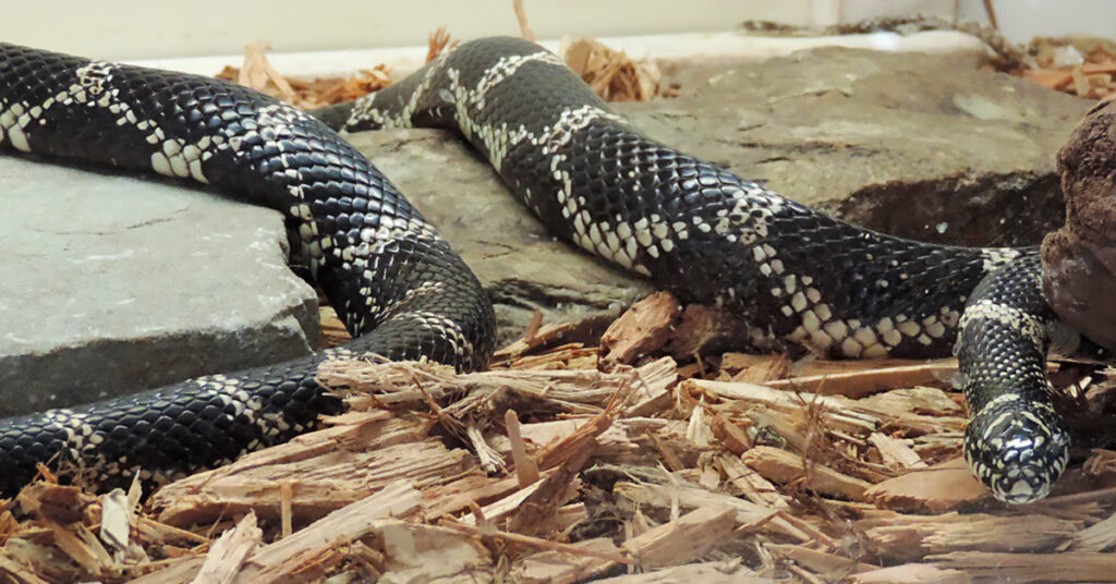 Snake Feeding - Schrader Center