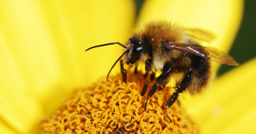 Honeybee on a flower