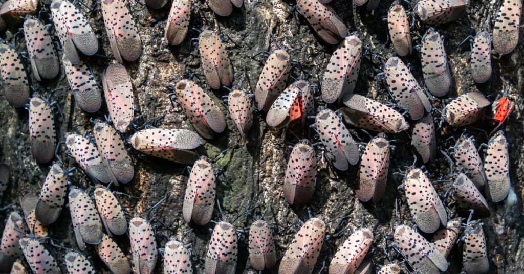 Spotted Lanternfly