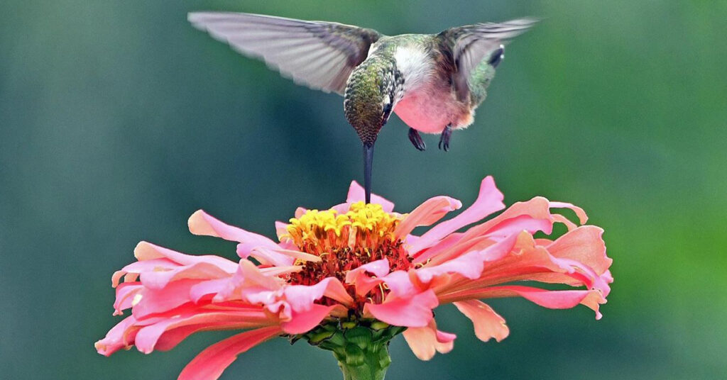 Nature Photography - Schrader Center